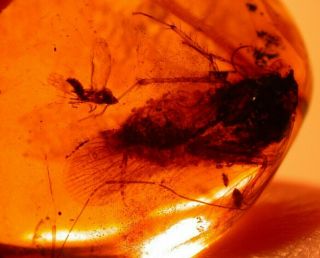Large Cockroach With Fulgoroid,  In Authentic Dominican Amber Fossil Gemstone