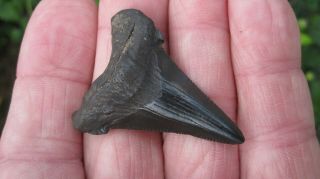 Chubutensis Megalodon Shark Tooth 1.  76 Inches