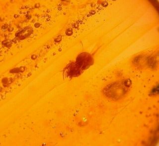 Ancient Tropical Spider In Authentic Dominican Amber Fossil Gemstone