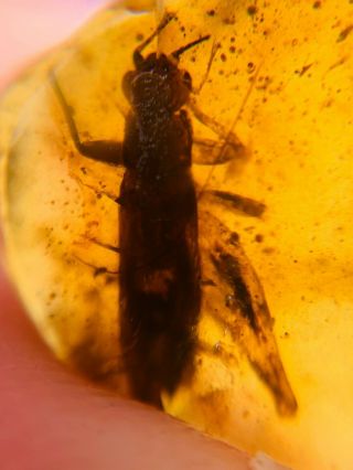 Orthoptera Cricket Burmite Myanmar Burmese Amber Insect Fossil From Dinosaur Age