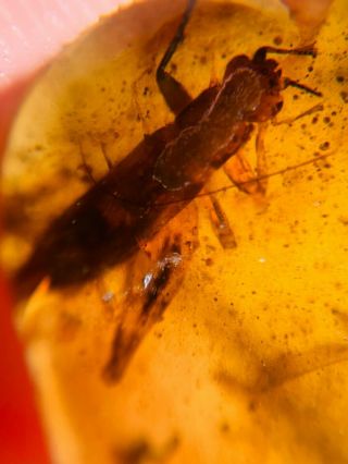 Orthoptera cricket Burmite Myanmar Burmese Amber insect fossil from dinosaur age 3