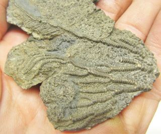 Rare Pyrite Crinoid Head 8cm Fossil Uk Jurassic Pentacrinites Fossilis Charmouth