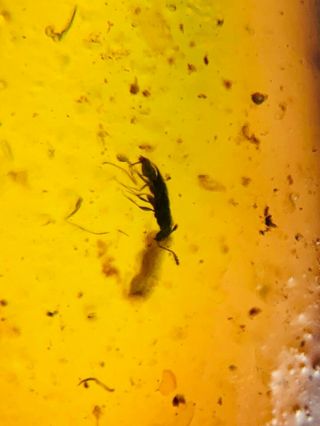 Small Coleoptera Beetle Burmite Myanmar Burmese Amber Insect Fossil Dinosaur Age