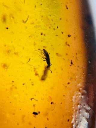 small Coleoptera beetle Burmite Myanmar Burmese Amber insect fossil dinosaur age 2