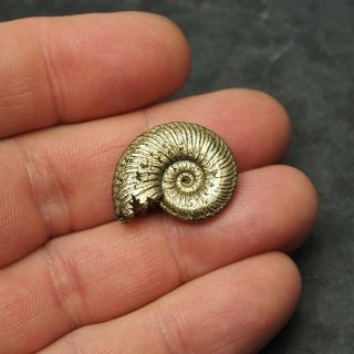 Abnormal 25mm Quenstedtoceras Pyrite Ammonite Fossils Callovian Fossilien Russia 2