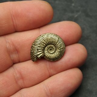 Abnormal 25mm Quenstedtoceras Pyrite Ammonite Fossils Callovian Fossilien Russia 3