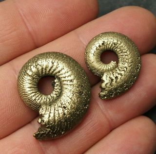 2x Quenstedtoceras 24 - 31mm Pyrite Ammonite Fossils Callovian Fossilien Russia