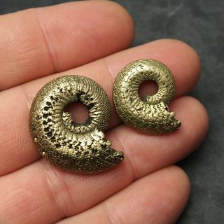 2x Quenstedtoceras 24 - 31mm Pyrite Ammonite Fossils Callovian Fossilien Russia 3