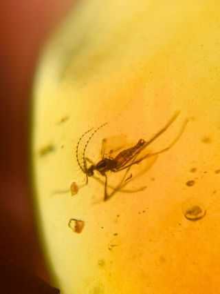 Gall Midge Mosquito Fly Burmite Myanmar Burmese Amber Insect Fossil Dinosaur Age