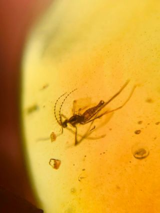 Gall midge mosquito fly Burmite Myanmar Burmese Amber insect fossil dinosaur age 2