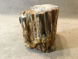 6.  5 Pound Natural Polished Petrified Wood Wedge Bookend Fossil Madagascan 2