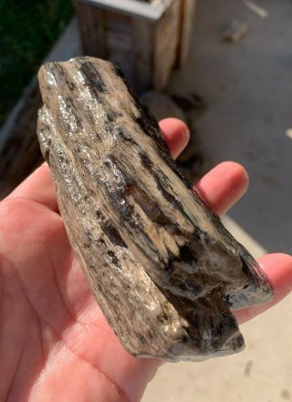Texas Petrified Oak Wood Branch Natural Unpolished Agate Fossil