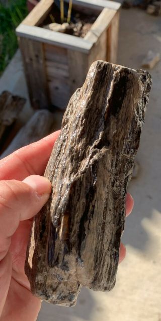 Texas Petrified Oak Wood Branch Natural Unpolished Agate Fossil 2