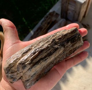 Texas Petrified Oak Wood Branch Natural Unpolished Agate Fossil 3