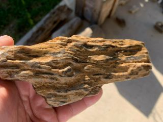 Texas Petrified Wood Bark With Knot Natural River Polish Branch Fossil