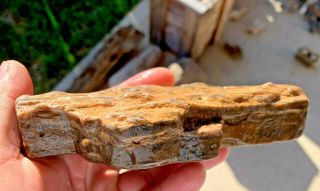 Texas Petrified Wood Bark With Knot Natural River Polish Branch Fossil 2