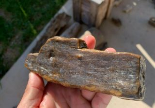 Texas Petrified Wood Bark With Knot Natural River Polish Branch Fossil 3