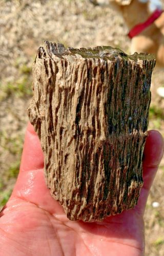 Texas Petrified Oak Wood Bark Natural Uncut Fossil