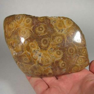 4.  4 " Polished Fossil Coral Specimen - Devonian Age - Morocco - 1.  5 Lbs.