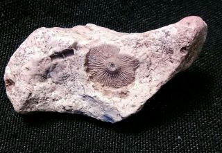Fossil Imprint Found In S.  W Missouri.  Unknown