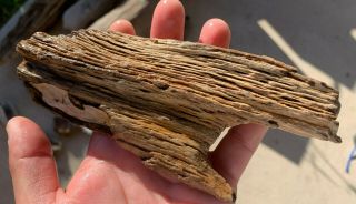 Texas Petrified Palm Wood Natural River Polish Branch Fossil
