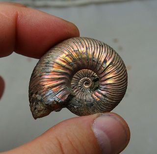 44mm Quenstedtoceras Pyrite Ammonite Fossils Fossilien Russia Pendant