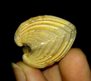 Sea Shell Fossil,  Bivalve,  Arcidae From Java,  Indonesia,  37mm