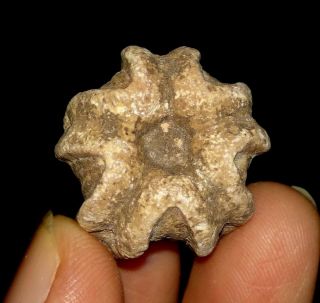 Blastoid Fossil,  Deltoblastus Timorensis From Timor,  19mm