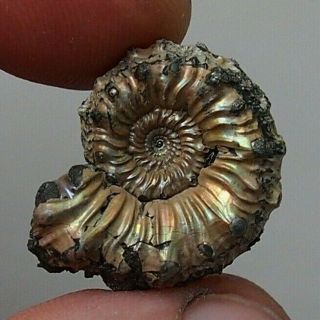 24mm Kosmoceras Ammonite Pyrite Fossils Ryazan Russia Fossilien Pendant