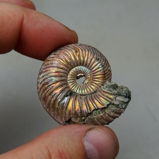 41mm Quenstedtoceras Pyrite Ammonite Fossils Fossilien Russia Pendant