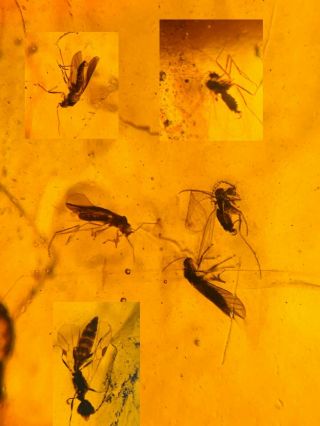 3 Phryganeid&2 Mosquito&wasp Burmite Myanmar Amber Insect Fossil Dinosaur Age
