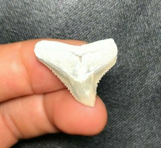 Sharp 0.  99 " Lee Creek Aurora Bull Dusky Shark Tooth Teeth Fossil Sharks Necklac