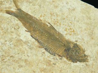 A 50 Million Year Old Restored Knightia Fish Fossil From Wyoming 93.  6gr