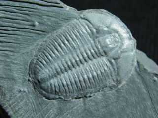 A 100 Natural Cambrian Era Elrathia Trilobite Fossil From Utah 54.  5gr A E