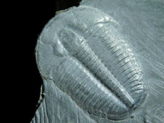 A 100 Natural Cambrian Era Elrathia Trilobite Fossil From Utah 54.  5gr A e 2