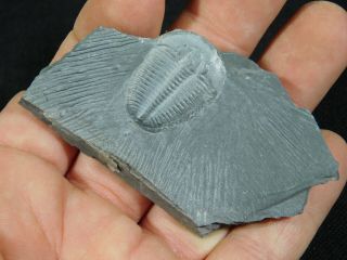 A 100 Natural Cambrian Era Elrathia Trilobite Fossil From Utah 54.  5gr A e 3