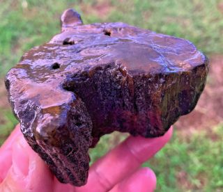 Petrified Texas Oak Wood Round Log Stump Piece Unpolished Uncut Natural Fossil