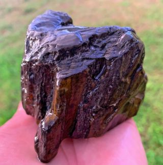 Petrified Texas Oak Wood Round Log Stump Piece Unpolished Uncut Natural Fossil 2