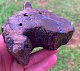 Petrified Texas Oak Wood Round Log Stump Piece Unpolished Uncut Natural Fossil 3