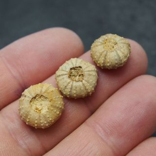 3x Echinoid 14x6mm Loriola Wrightii Fossil Natural Sea Urchin Fossilien France