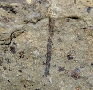 Big Oldest Silurian Fossil Land Plant - Cooksonia