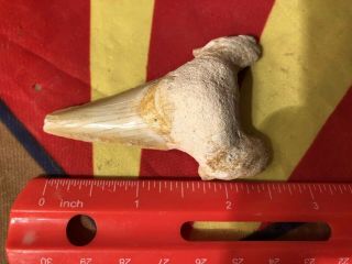Reilly’s Rocks: Large Fossil Shark Tooth,  Otodus,  2.  5 Inch,  Megalodon Ancestor