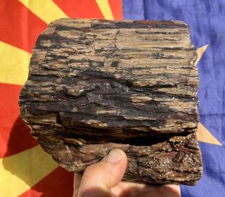 Reilly’s Rocks: Top Quality Saint Johns Arizona Petrified Wood,  4.  75 Lb
