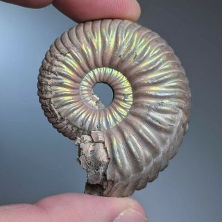 5 Cm (2 In) Ammonite Vertumniceras Jurassic Pyrite Russia Ammonit