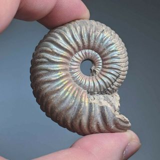 5 cm (2 in) Ammonite Vertumniceras jurassic pyrite Russia ammonit 2