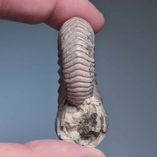 5 cm (2 in) Ammonite Vertumniceras jurassic pyrite Russia ammonit 3