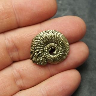 27mm Quenstedtoceras Pyrite Ammonite Fossils Callovian Fossilien Russia pendant 2