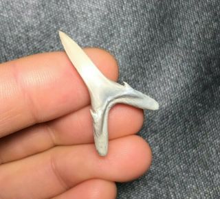 Rare 1.  31 " Lee Creek Aurora Sand Tiger Shark Tooth Teeth Fossil Sharks Necklace