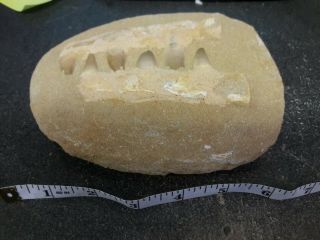 Mosasaur Dinosaur Jaw Section With Fossil Teeth 7.  0 " Inch