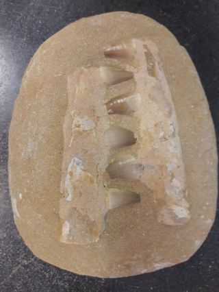 Mosasaur Dinosaur Jaw Section with Fossil Teeth 7.  0 